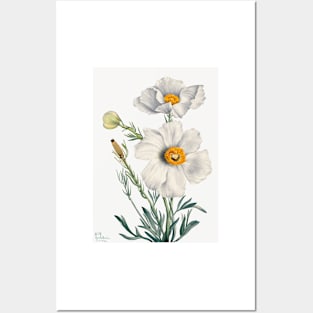flowers painting, Matilija Poppy (Romneya coulteri) (1931) by Mary Vaux Walcott Posters and Art